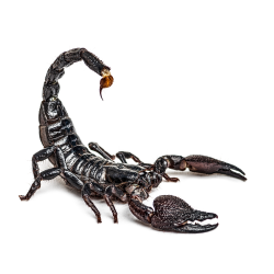 EZ Pest Escorpion Control
