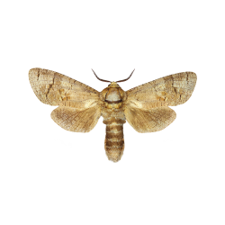 EZ Pest Moth Control