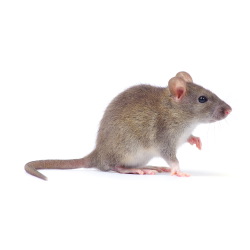 EZ Pest Mouse Control