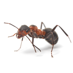 Ez Pest Ant Control