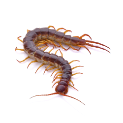 Ez Pest Centipede and Millipede Control