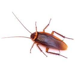 Ez Pest Cockroach Control