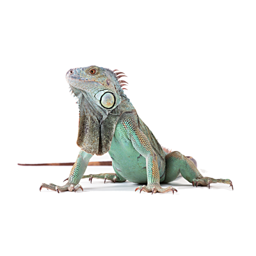 iguana-icon