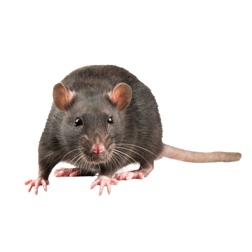 rat-icon