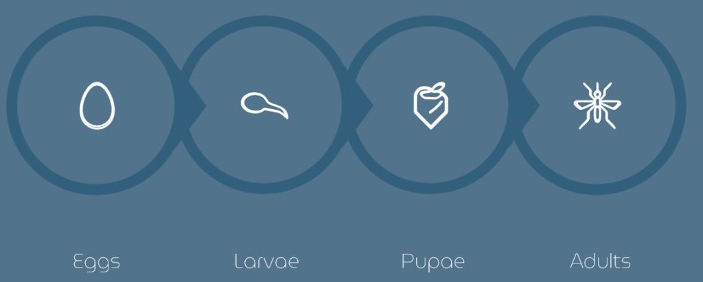 Mosquitoes: a constant nuisance and health concern