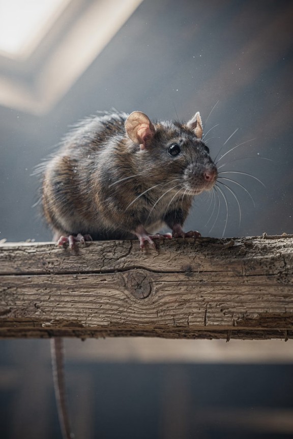 🐀 Rodent Control in Broward County: How to Keep Rats Out of Your Home Permanently