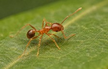 Big Headed Ants