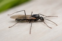 Carpenter Ants