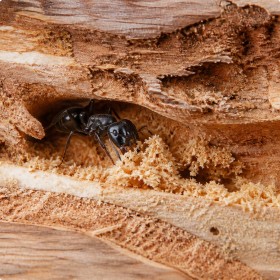 LOWER STRUCTURAL RISK Flying Ants