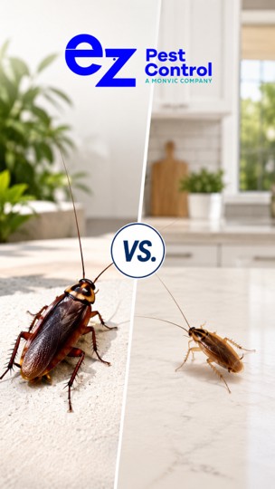 Palmetto Bug vs German Roach How to Identify the Type of Cockroach in Your Home