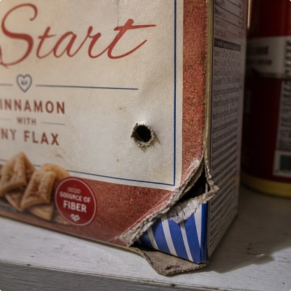 How Pantry Pests Spread Throughout the Pantry