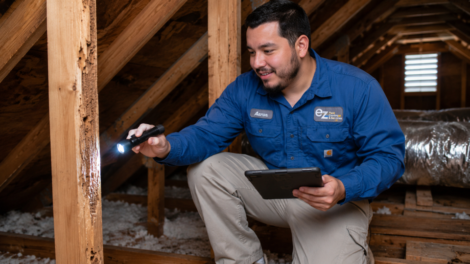 What Is a WDO Inspection