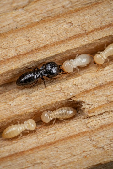 Spot Treatment vs. Whole-Home Fumigation: Which Termite Treatment Is Right for Your South Florida Home?