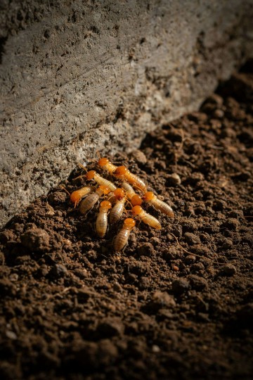 What Are Subterranean Termites?