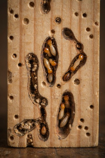 What Are Drywood Termites?