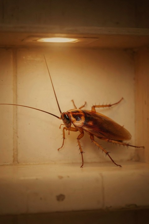 Indoor Cockroaches When the Infestation Is Inside the Home