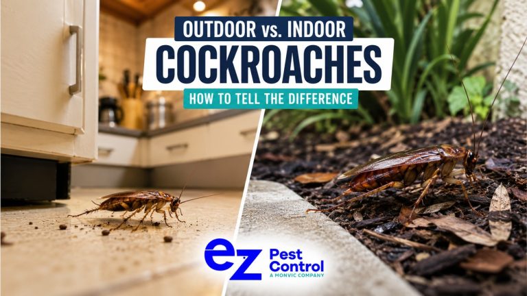 Contact EZ Pest Control for a professional cockroach inspection and a treatment strategy based on the species, the property and the actual source of the problem.