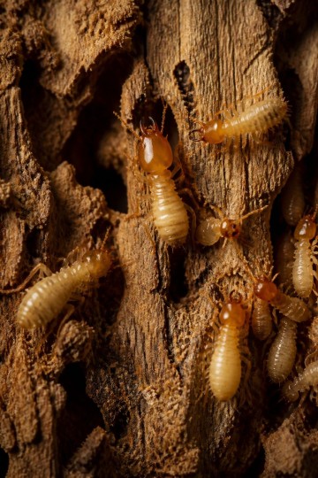 Subterranean vs Drywood Termites