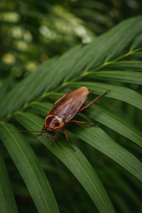 What Is a Palmetto Bug