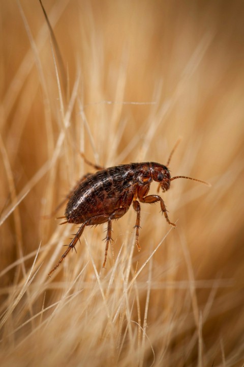 Why Are Fleas So Difficult to Get Rid Of?