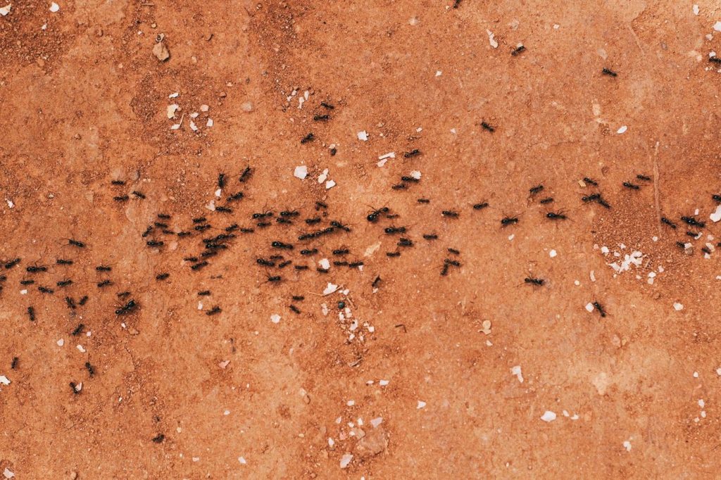 A trail of ants crossing bare ground