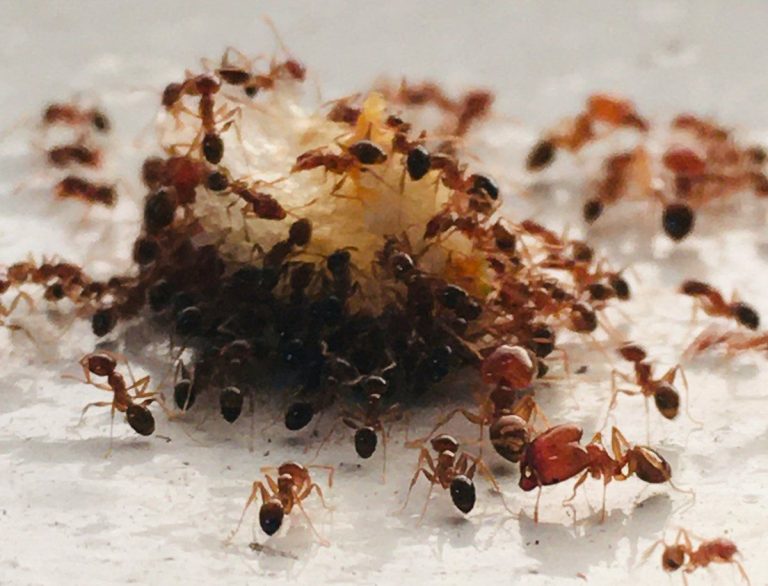 Ants gathered around a crumb of food