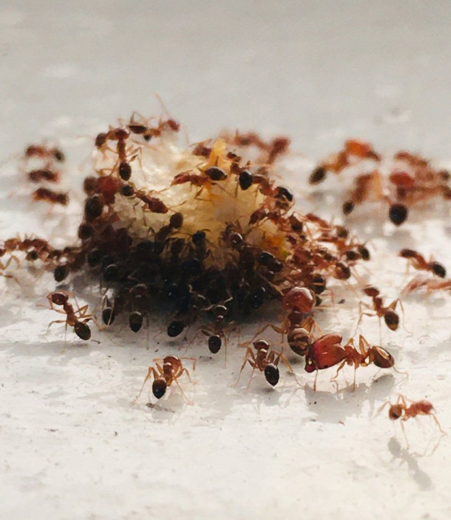 Ants gathered around a crumb of food