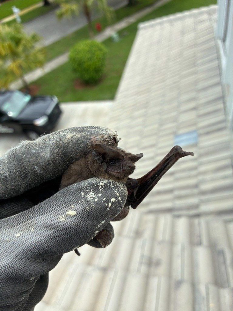 Small bat held in a gloved hand on a tile roof during an EZ Pest Control job
