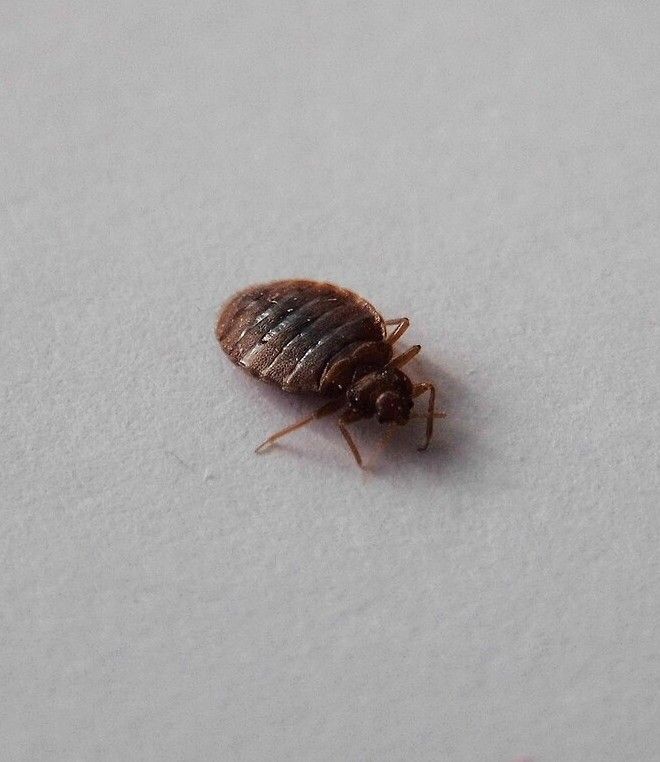Bed bug on a plain light surface