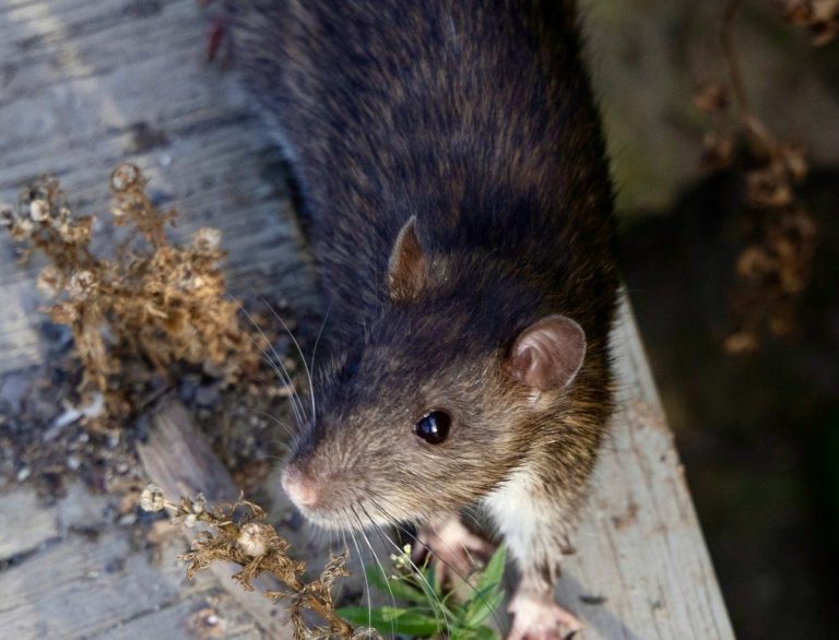 Brown rat on a wooden board outdoors
