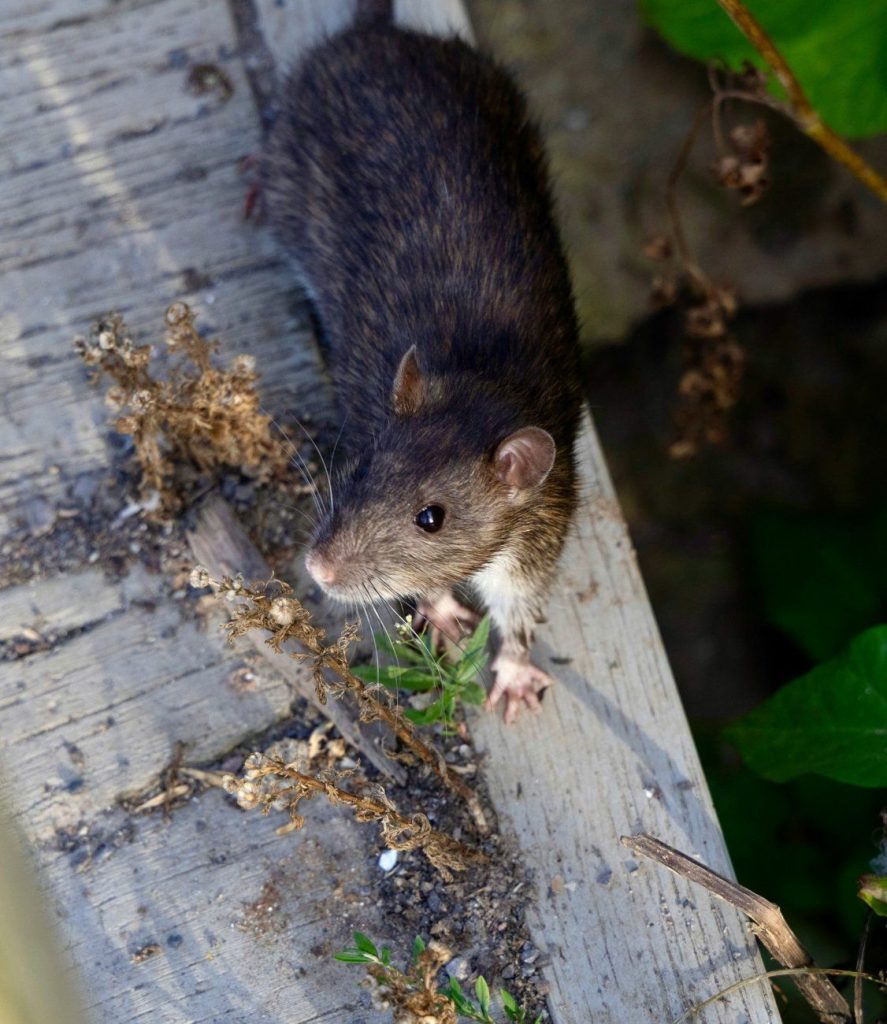 Brown rat on a wooden board outdoors