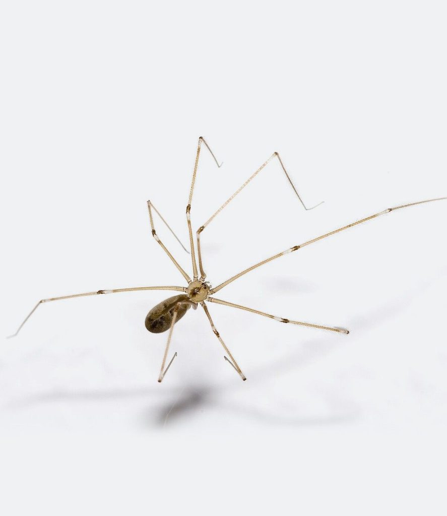 Cellar spider, a common long-legged house spider