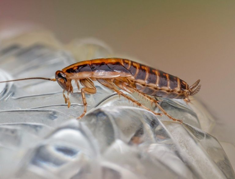 Close-up of a cockroach