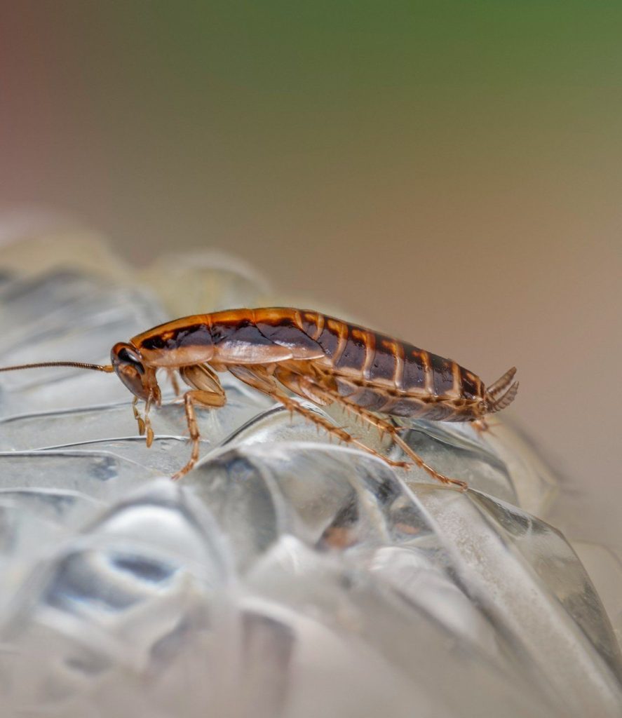Close-up of a cockroach