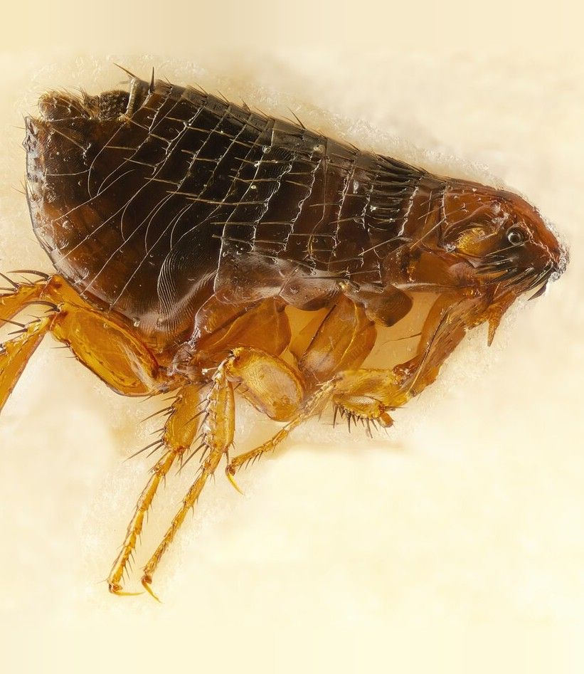 Extreme close-up of a flea