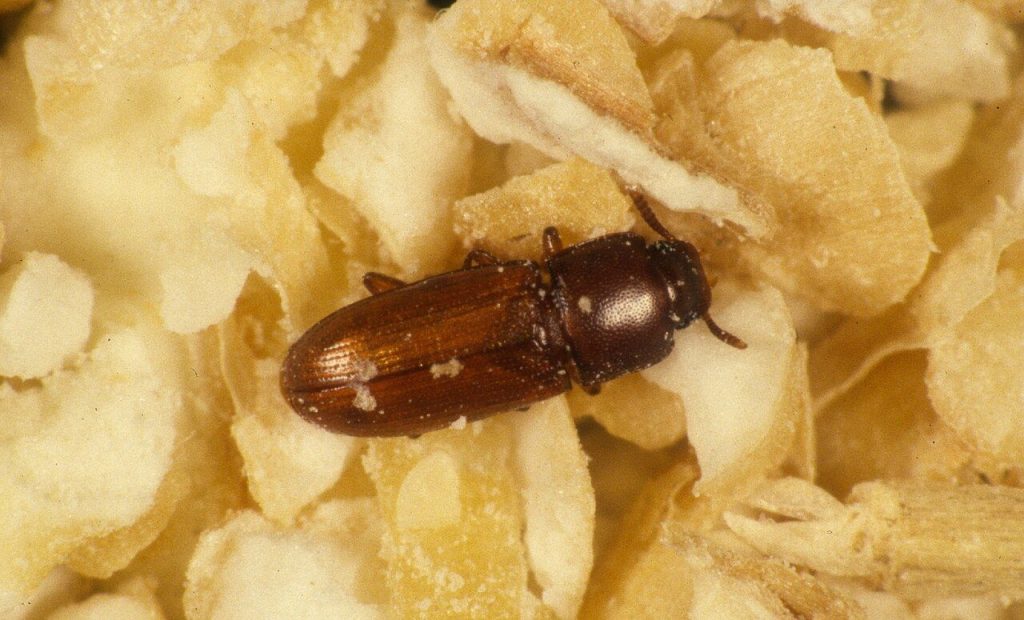 Close-up of a flour beetle on grain flakes