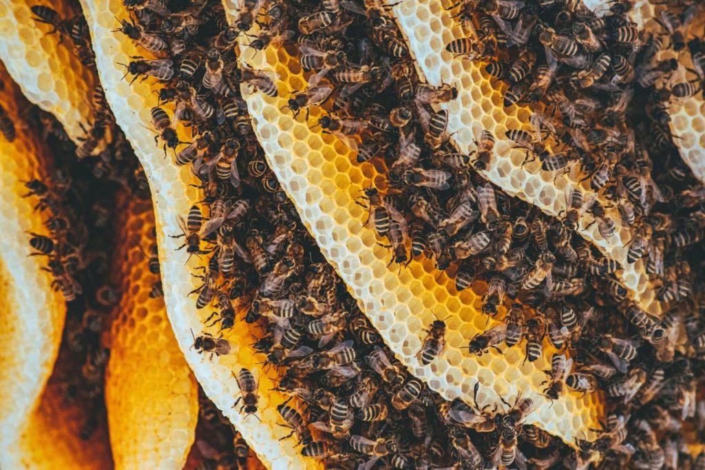 Honey bees covering honeycomb