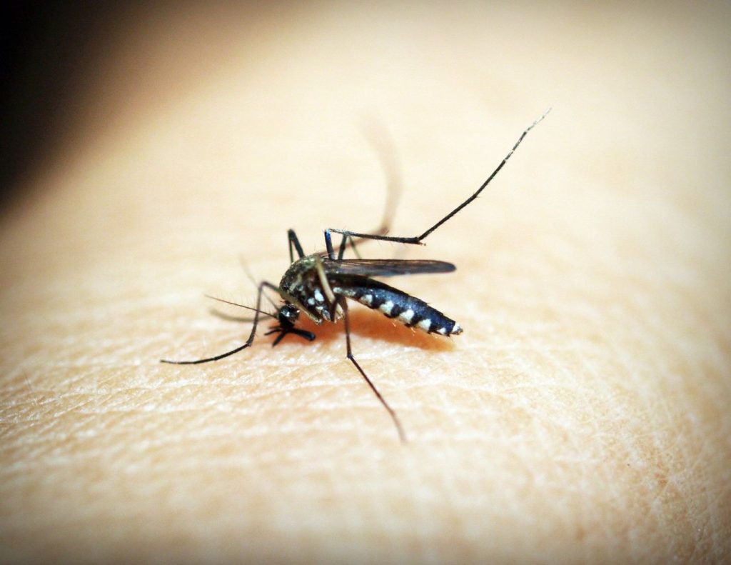 Close-up of a mosquito with white markings on skin