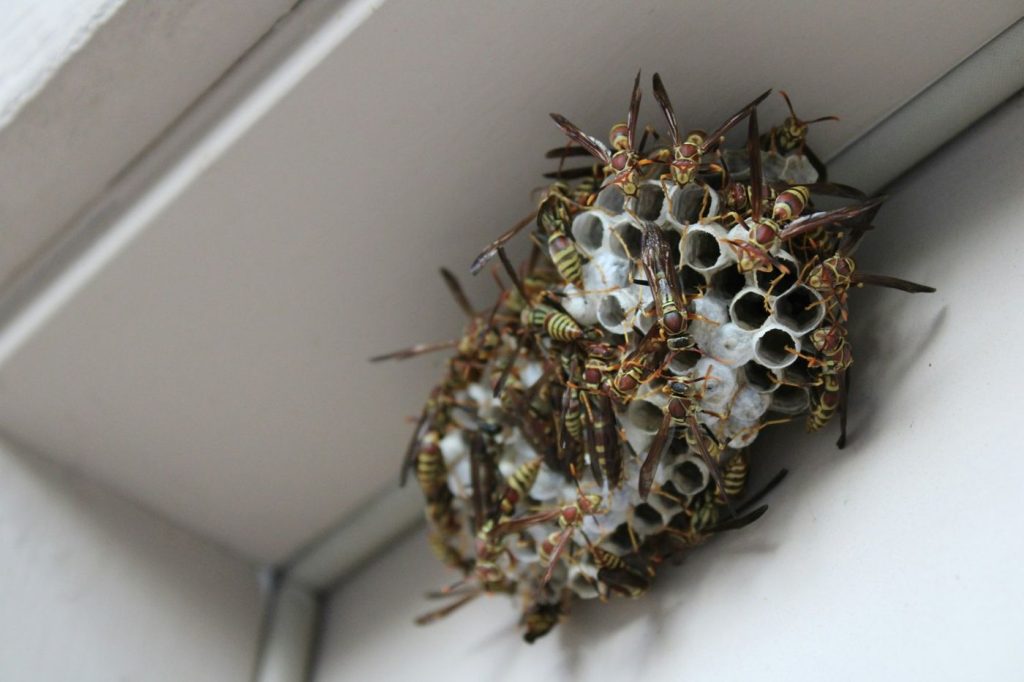 Paper wasp nest covered in wasps under the eave of a house
