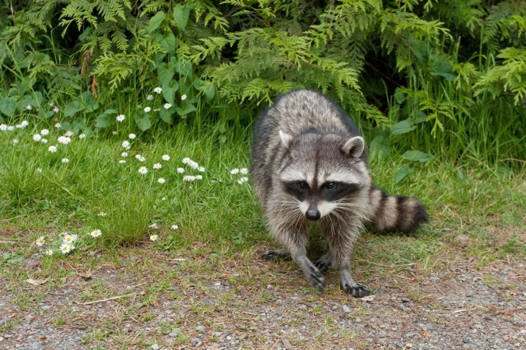 Raccoon walking across a yard