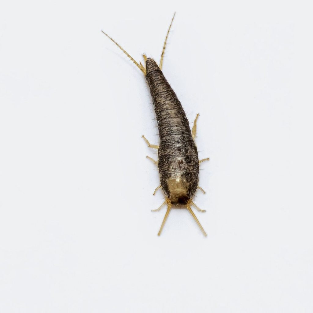 Silverfish seen from above on a plain light background