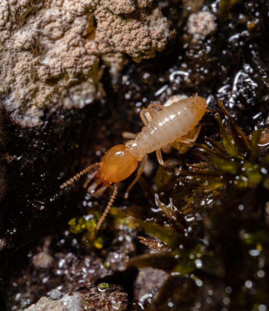 Close-up of a termite on damp wood