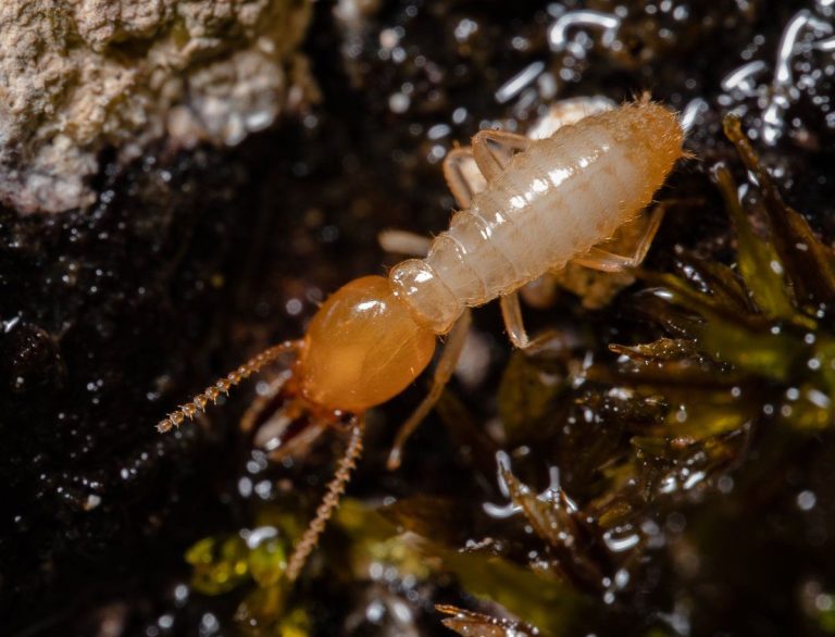 Close-up of a termite soldier